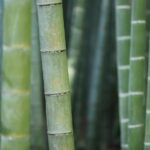 Bamboo Yarn - green bamboo shoots