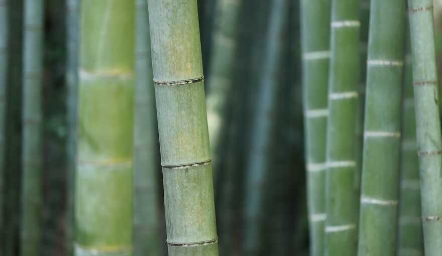 Bamboo Yarn - green bamboo shoots